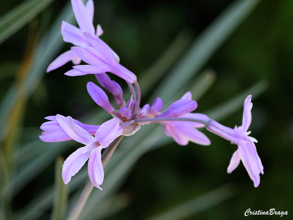Alho Social - Tulbaghia violacea