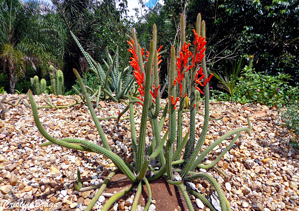 Cacto rabo de rato - Disocactus martianus - Flores e Folhagens