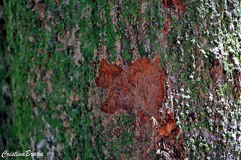 Canela sassafrás - Ocotea odorifera