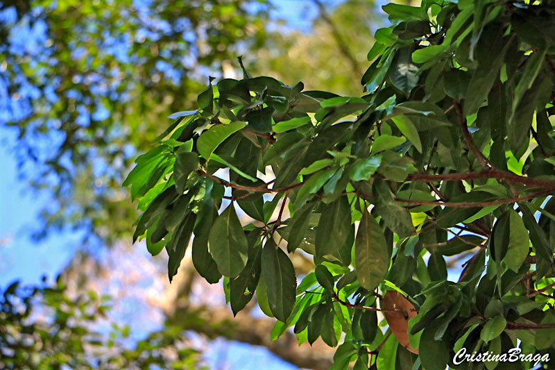 Canela sassafrás - Ocotea odorifera