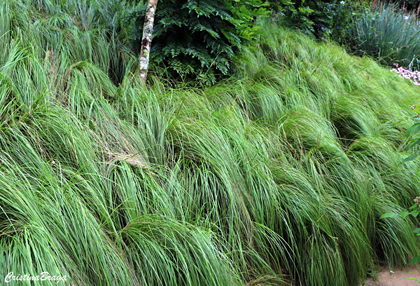 Capim chorão - Eragrostis curvala