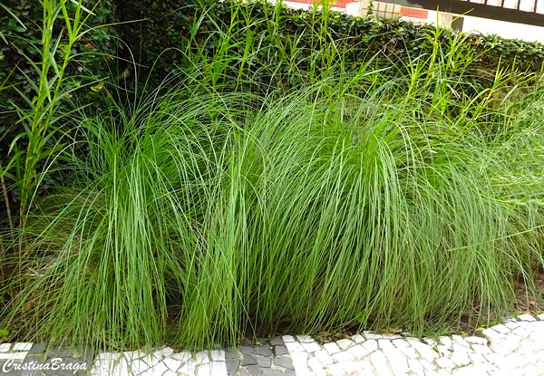 Capim chorão - Eragrostis curvala