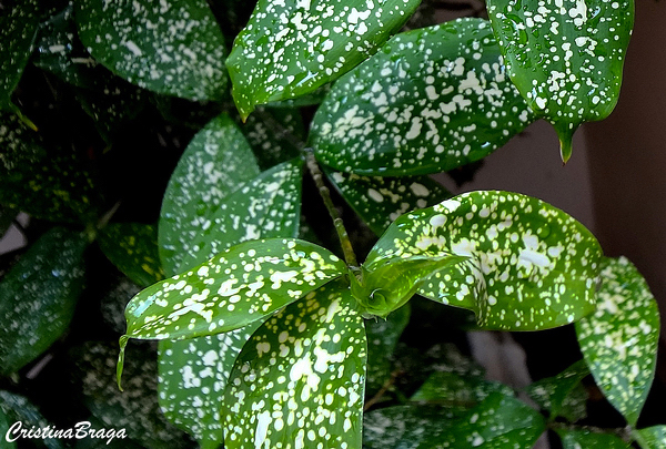 Dracena Confeti - Dracaena godseffiana