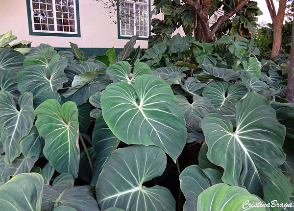 Filodendro glorioso - Philodendron gloriosum