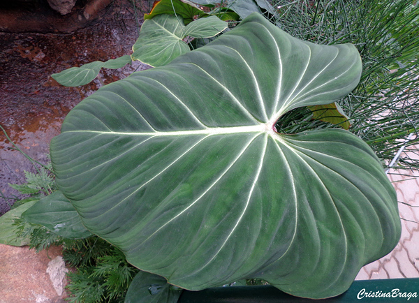 Filodendro glorioso - Philodendron gloriosum