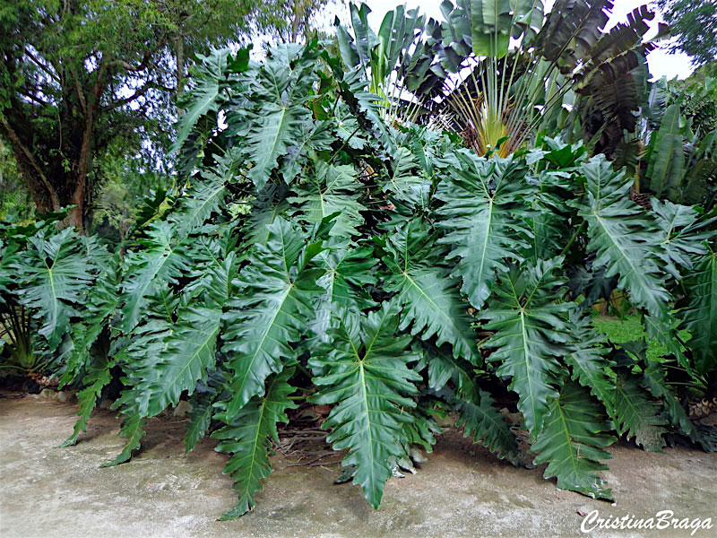 Filodendro ondulado - Philodendron undulatum