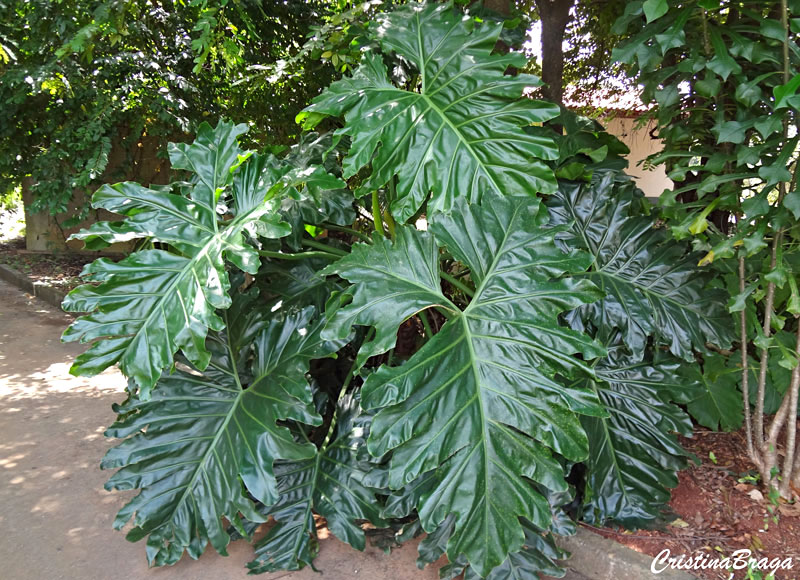 Filodendro ondulado - Philodendron undulatum