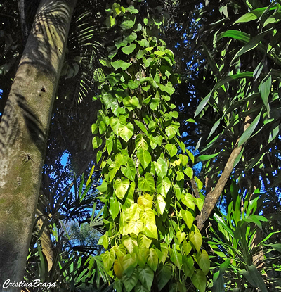 Filodendro pendente - Philodendron hederaceum