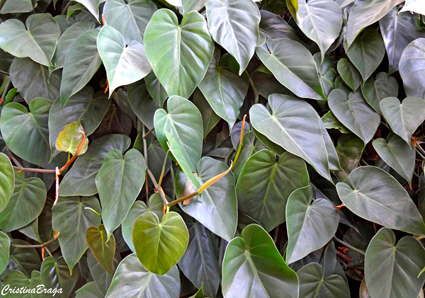 Filodendro pendente - Philodendron hederaceum