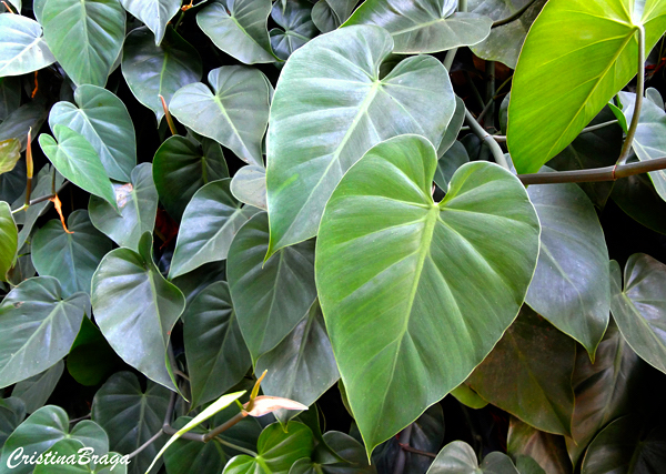 Filodendro pendente - Philodendron hederaceum