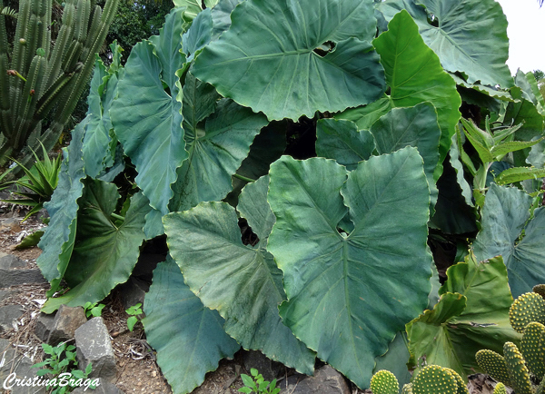 Guaimbê do brejo - Philodendron tweedieanum