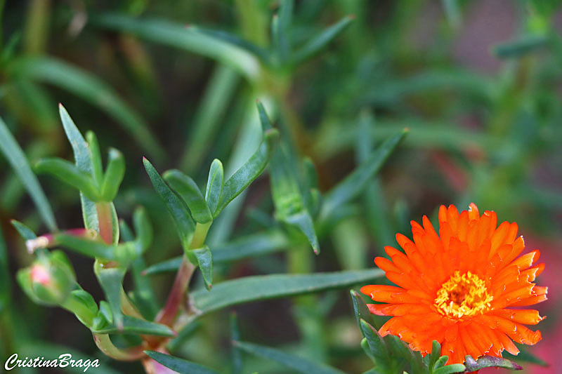 Lampranthus aureus 