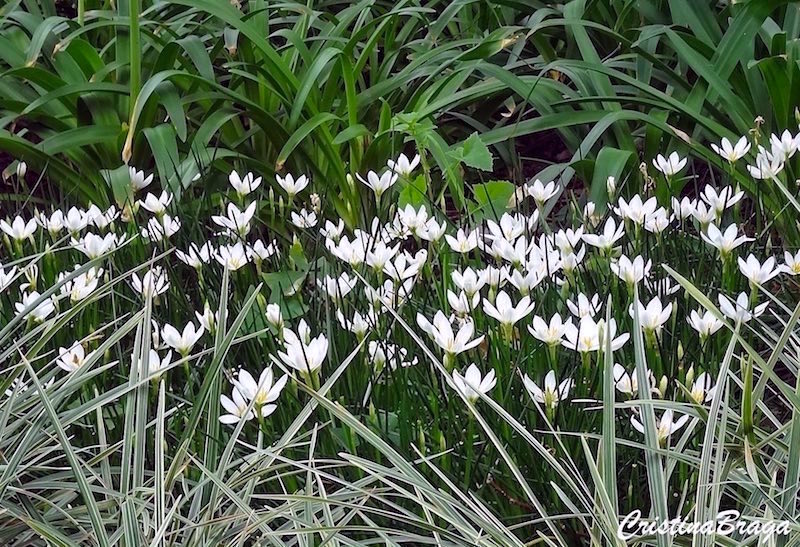 Lírio do vento - Zephyranthes candida - Flores e Folhagens