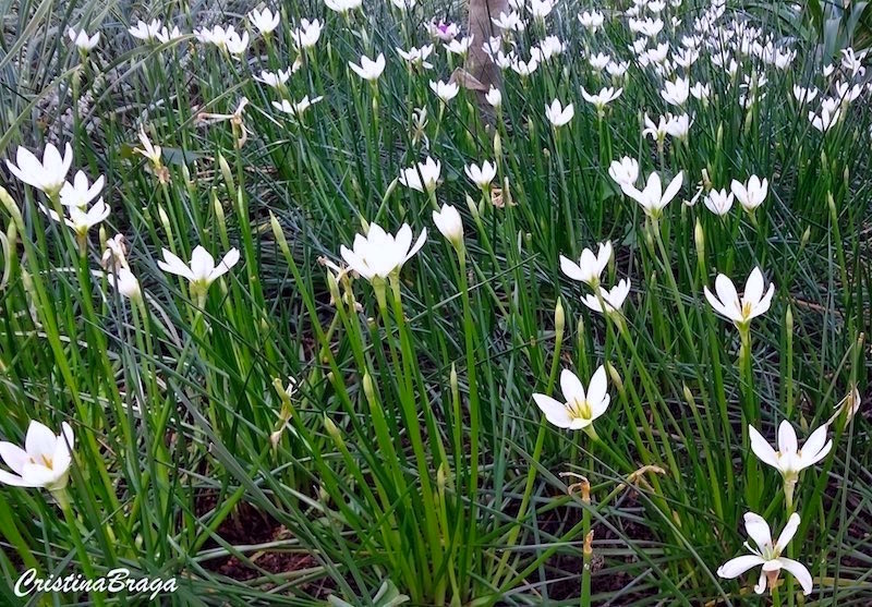 Lírio do vento - Zephyranthes candida