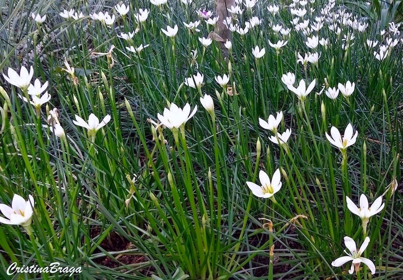 Lírio do vento - Zephyranthes candida - Flores e Folhagens