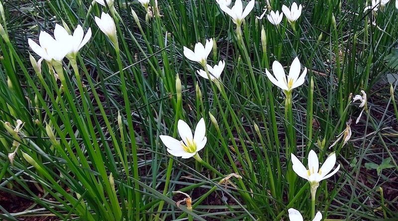 Lírio do vento - Zephyranthes candida - Flores e Folhagens