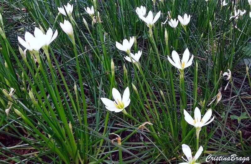 Lírio do vento - Zephyranthes candida