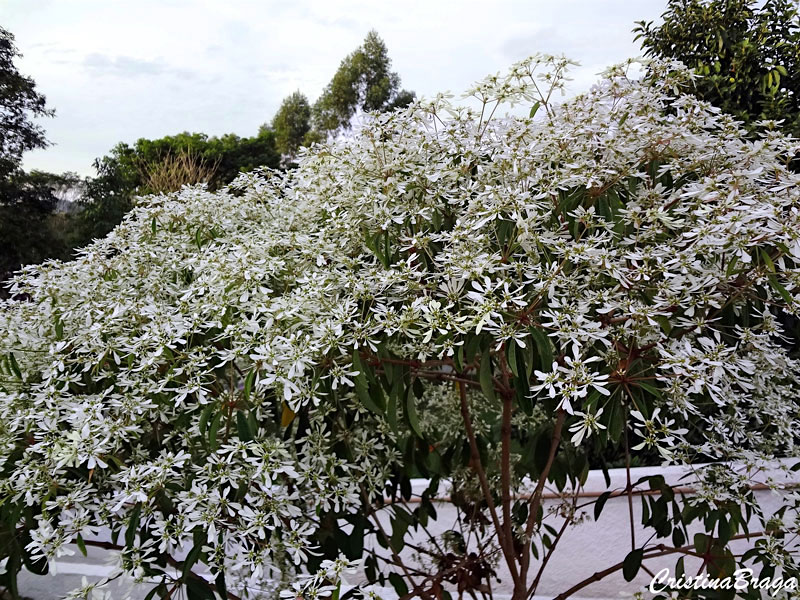 Noivinha - Euphorbia leucocephala