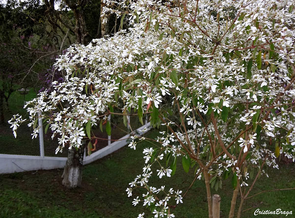 Noivinha - Euphorbia leucocephala