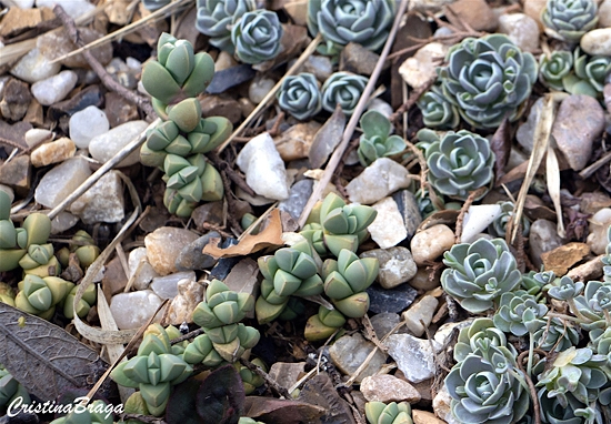 Planta gelo - Corpuscularia lehmannii