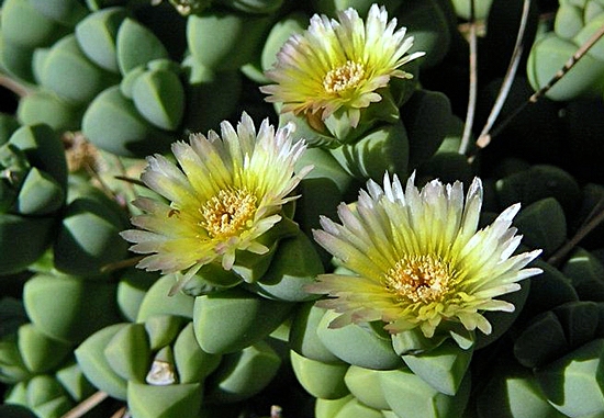 Planta gelo - Corpuscularia lehmannii