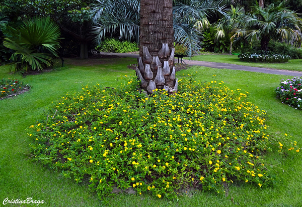 Plantas Para o Pé das Árvores