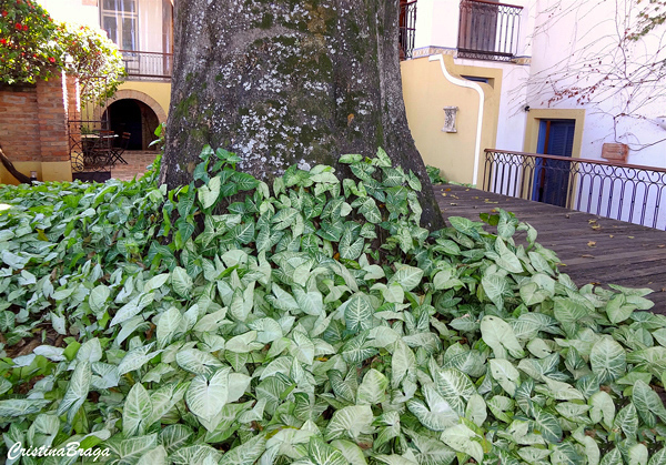 Plantas Para o Pé das Árvores