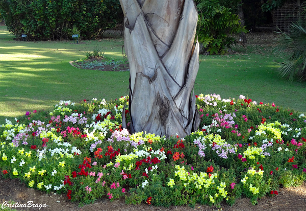 Plantas Para o Pé das Árvores