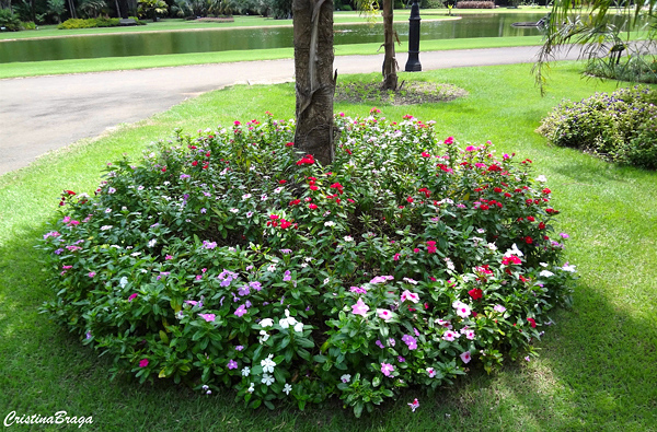 Plantas Para o Pé das Árvores