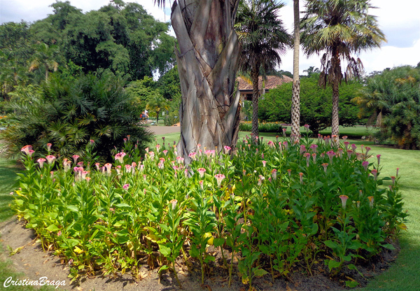 Plantas Para o Pé das Árvores