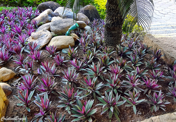 Plantas Para o Pé das Árvores