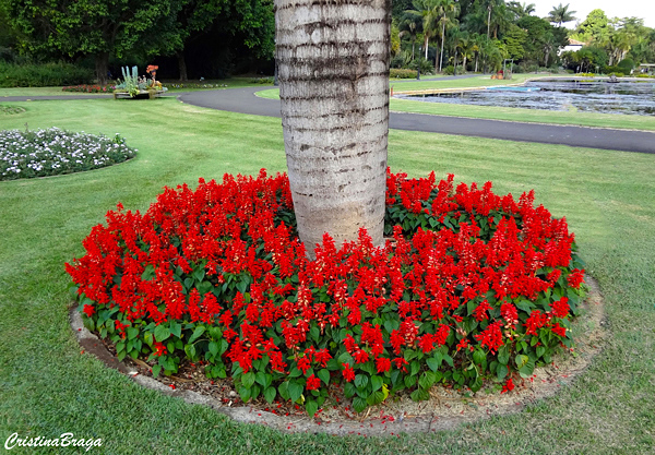 Plantas Para o Pé das Árvores