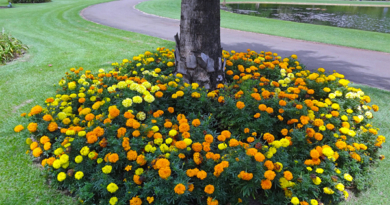 Plantas Para o Pé das Árvores