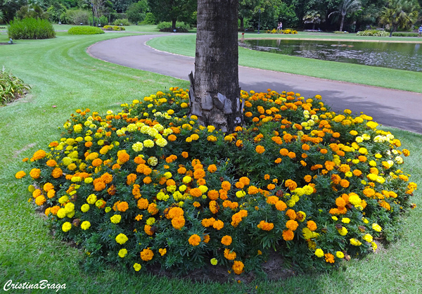 Plantas Para o Pé das Árvores - Flores e Folhagens