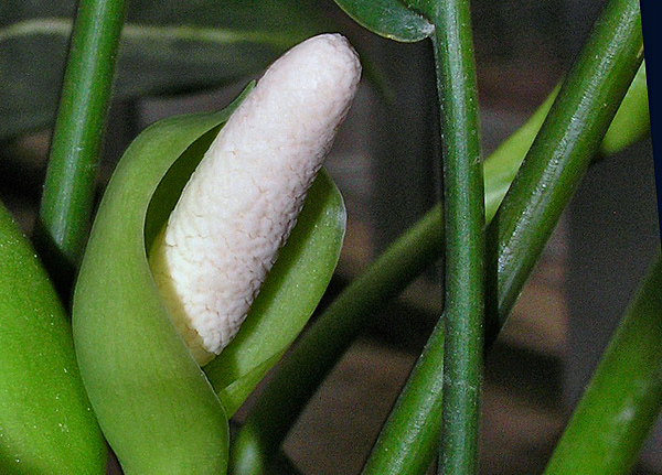 Sempre verde pintada - Aglaonema costatum