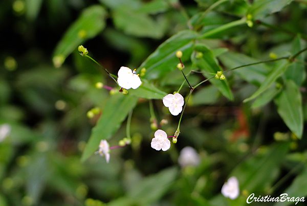Véu-de-noiva - Gibasis pellucida - Flores e Folhagens
