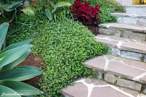 Véu-de-noiva - Gibasis