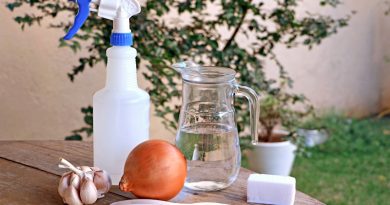Inseticidas Caseiros e Naturais para Plantas