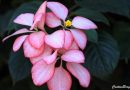 Mussaenda x philippica ‘Queen Sirikit’