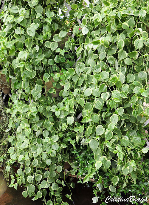 Peperômia filodendro - Peperomia scandens