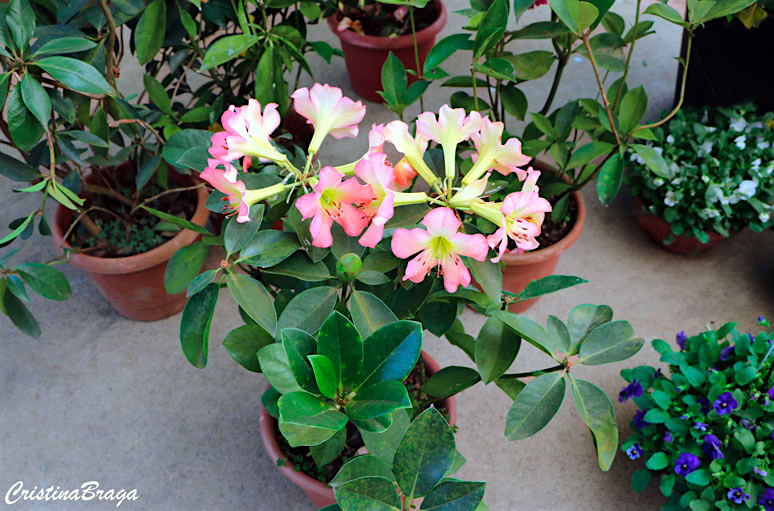 Viréia ou Vireya - Rhododendron