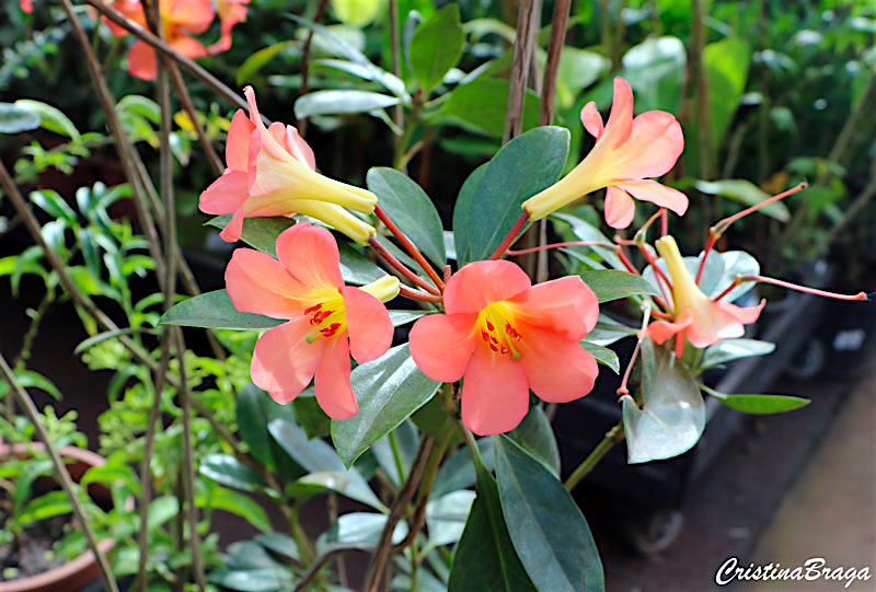 Viréia ou Vireya - Rhododendron - Flores e Folhagens