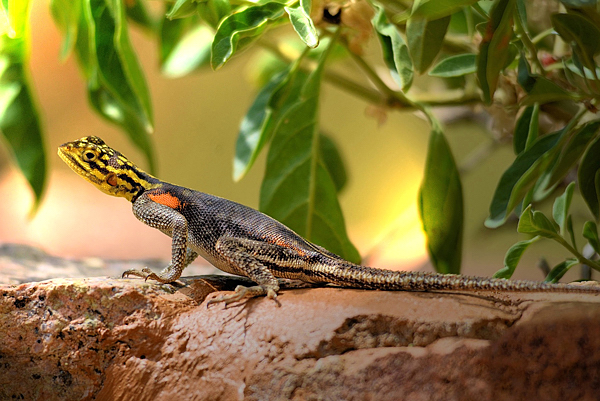 Animais Benéficos ao Jardim