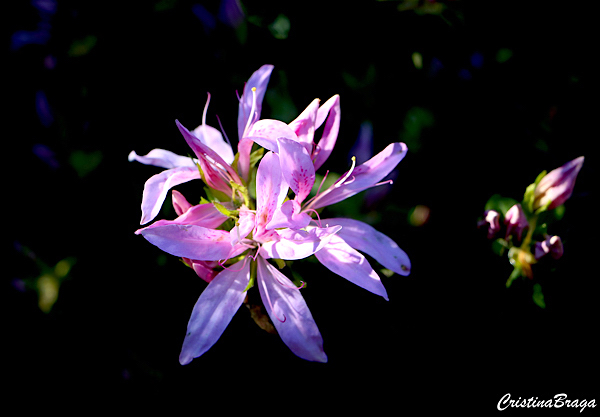 Azaleia aranha - Rododendro "Koromo Shikibu"