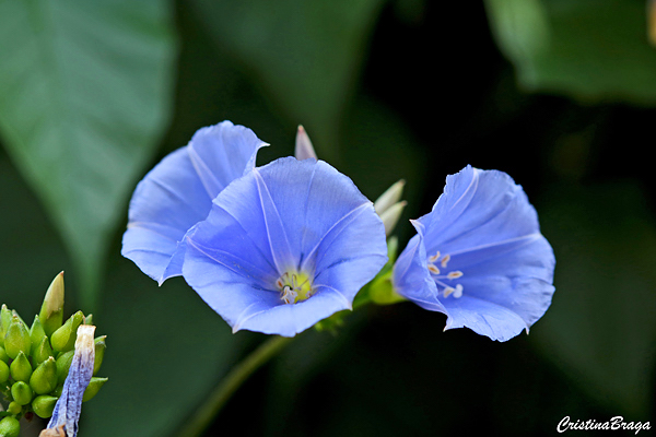 Céu azul - Jacquemontia pentanthos - Flores e Folhagens