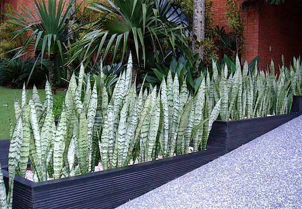 Espada de São Jorge - Sansevieria trifasciata - Flores e Folhagens