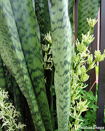 Espada de São Jorge - Sansevieria trifasciata - Flores e Folhagens