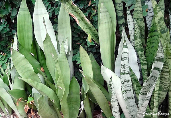 Espada de São Jorge - Sansevieria trifasciata - Flores e Folhagens
