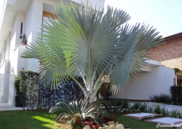 Palmeira azul – Bismarckia nobilis