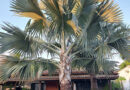 Palmeira azul – Bismarckia nobilis